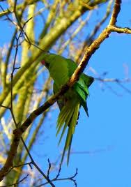 Le fleuve des oiseaux peints